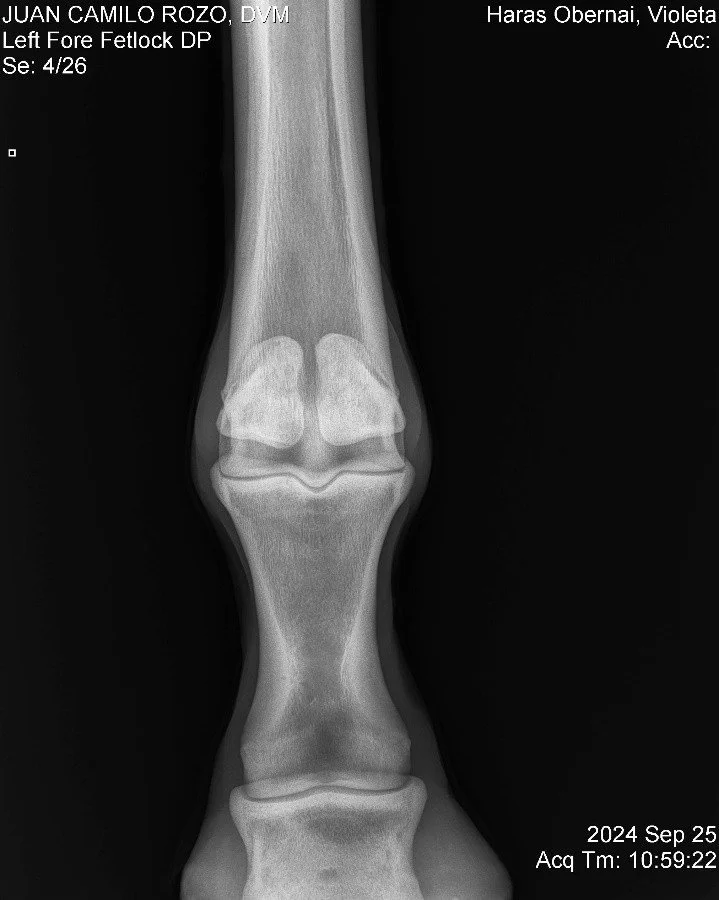 Left Fore Fetlock DP.jpg