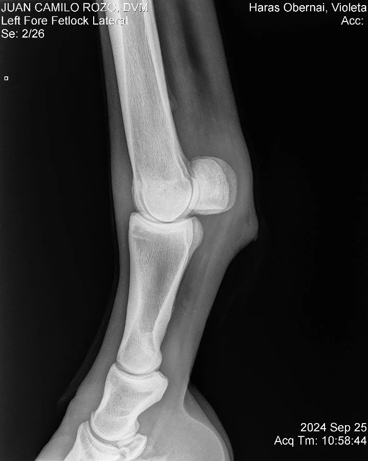 Left Fore Fetlock Lateral.jpg