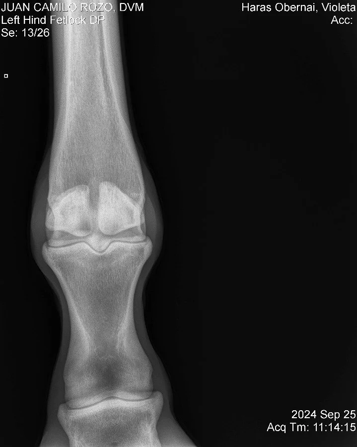 Left Hind Fetlock DP.jpg