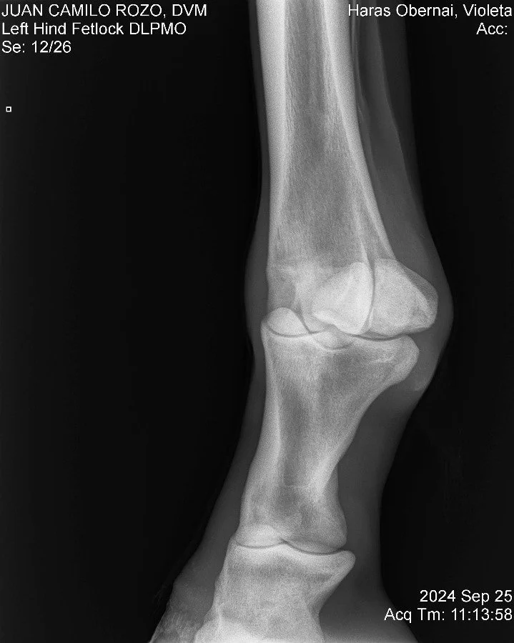 Left Hind Fetlock DLPMO.jpg