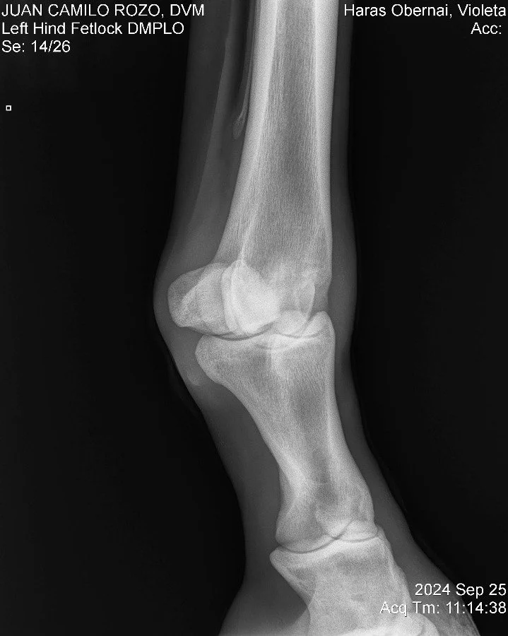 Left Hind Fetlock DMPLO.jpg