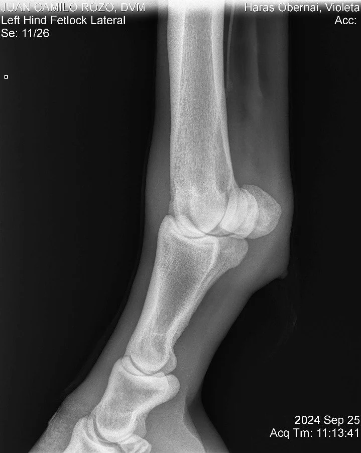 Left Hind Fetlock Lateral.jpg