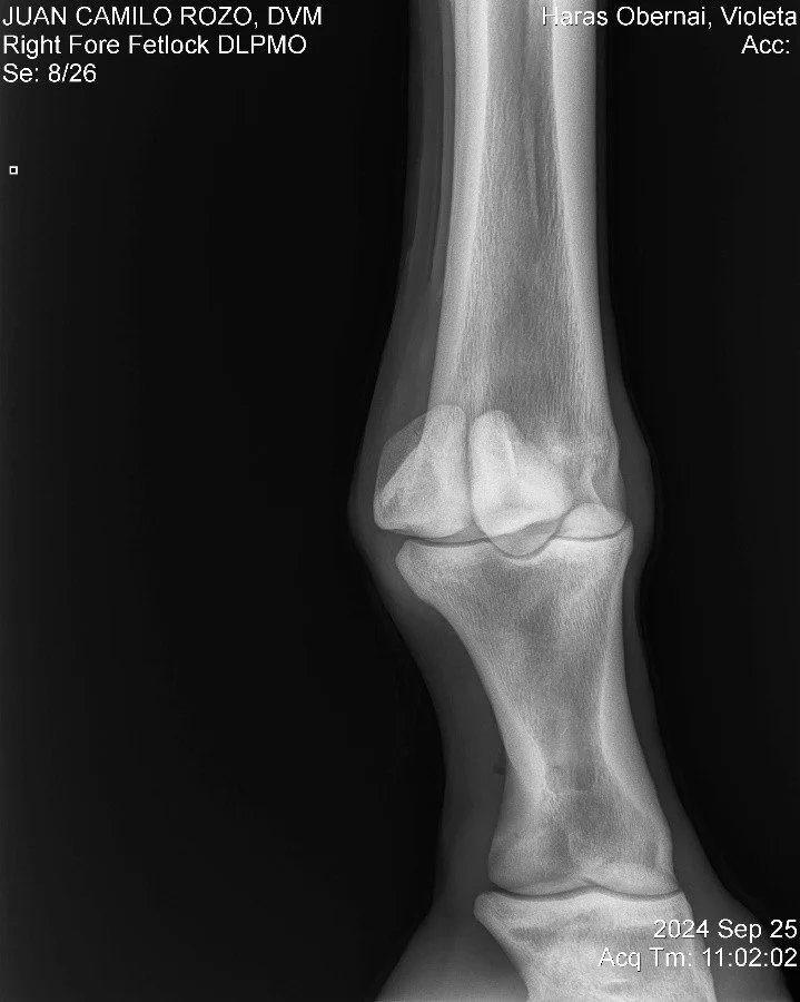 Right Fore Fetlock DLPMO.jpg