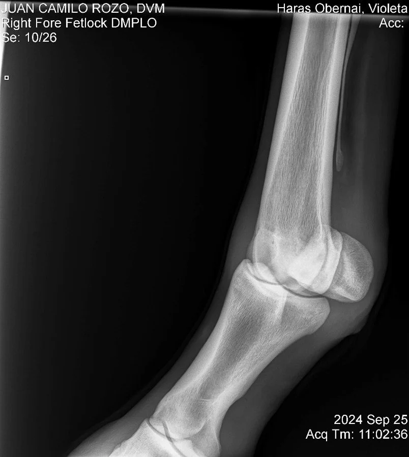 Right Fore Fetlock DMPLO.jpg