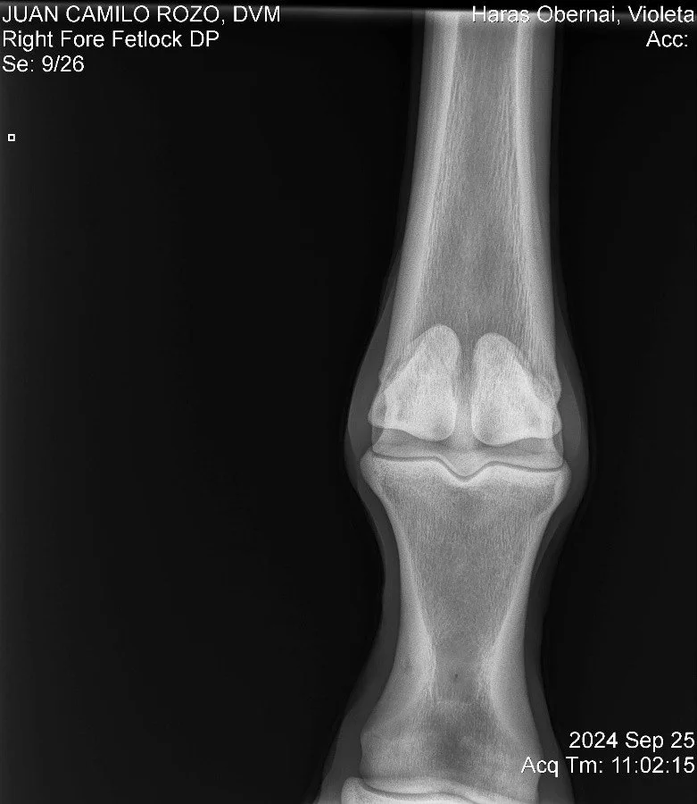 Right Fore Fetlock DP.jpg
