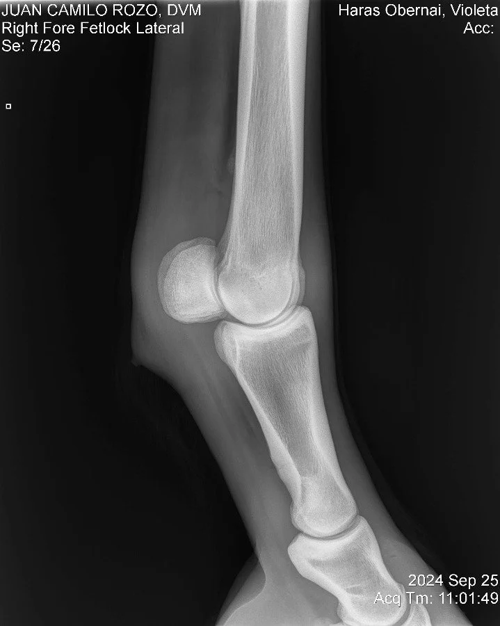 Right Fore Fetlock Lateral.jpg