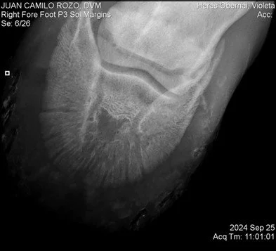 Right Fore Foot P3.jpg