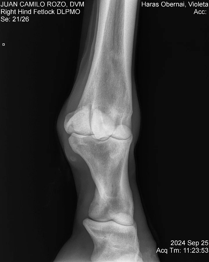 Right Hind Fetlock DLPMO.jpg