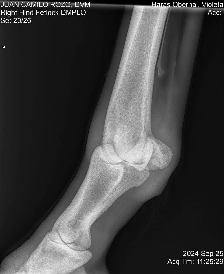 Right Hind Fetlock DMPLO.jpg