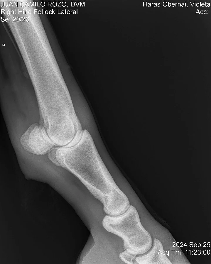 Right Hind Fetlock Lateral.jpg