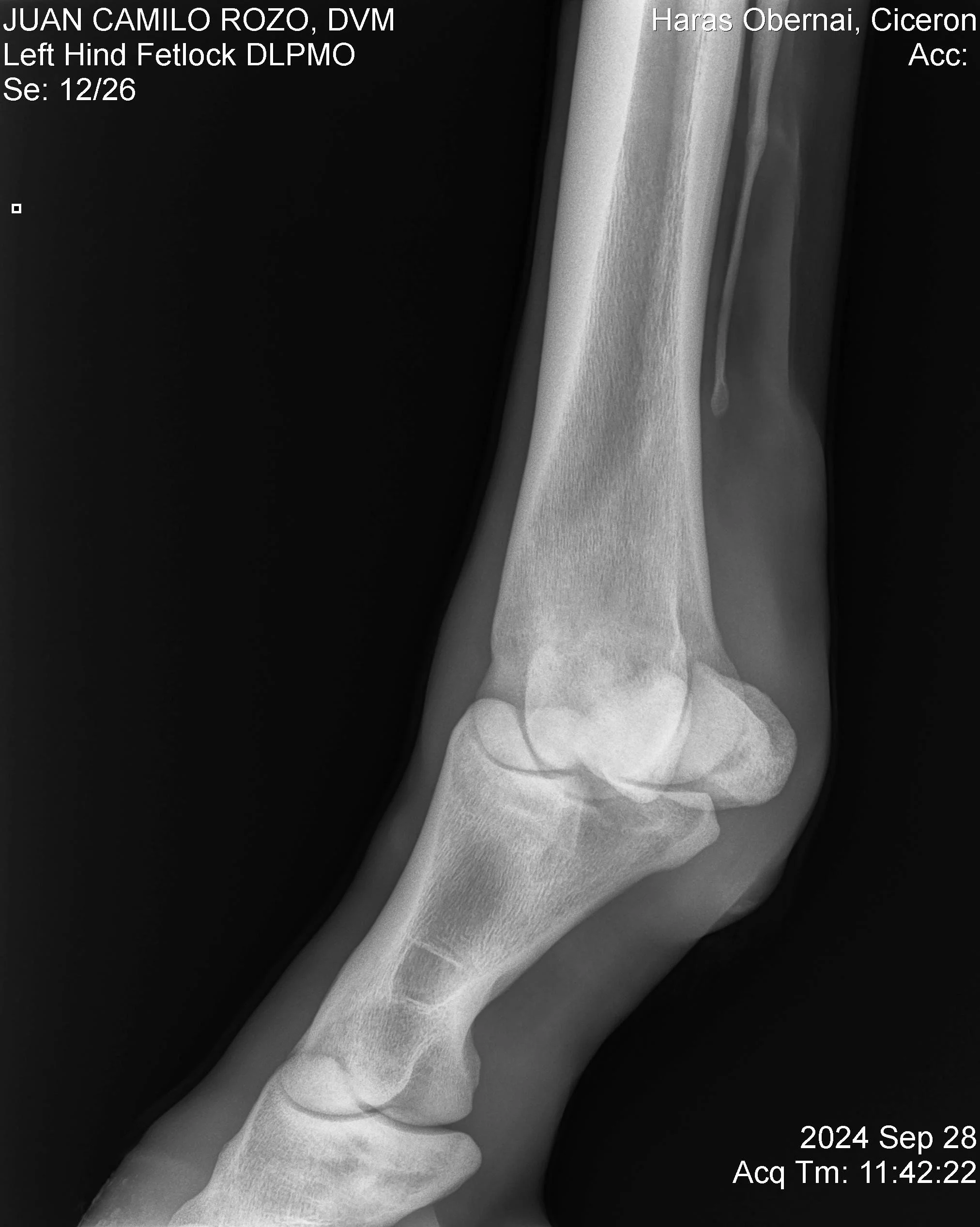 Left Hind Fetlock DLPMO.jpg