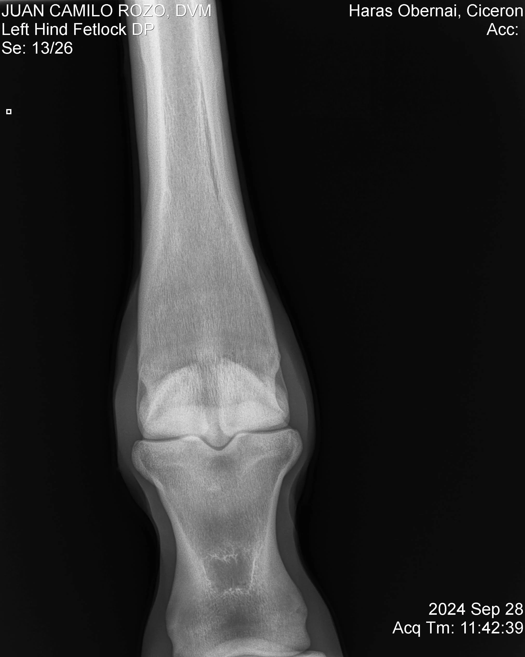 Left Hind Fetlock DP.jpg