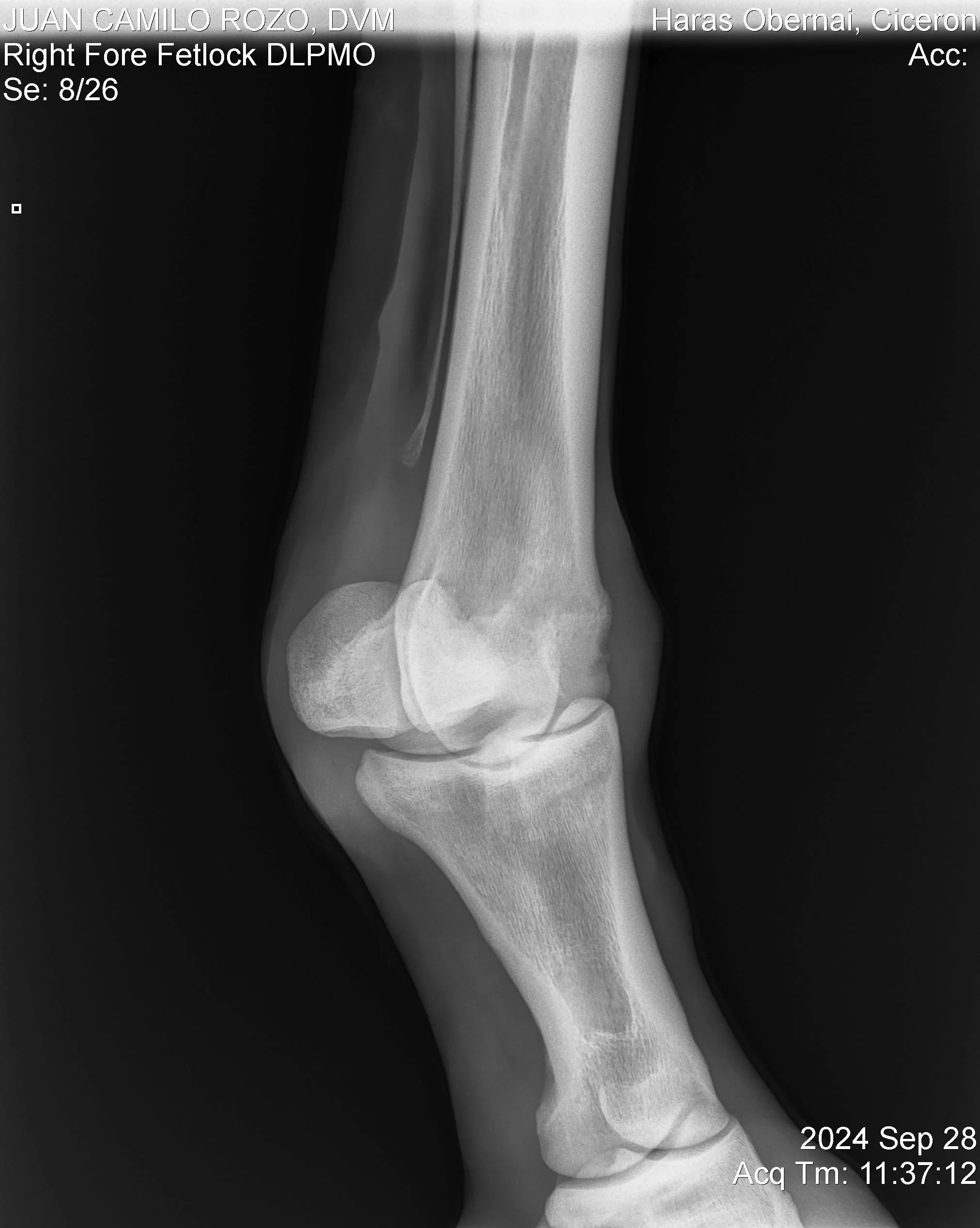 Right Fore Fetlock DLPMO.jpg