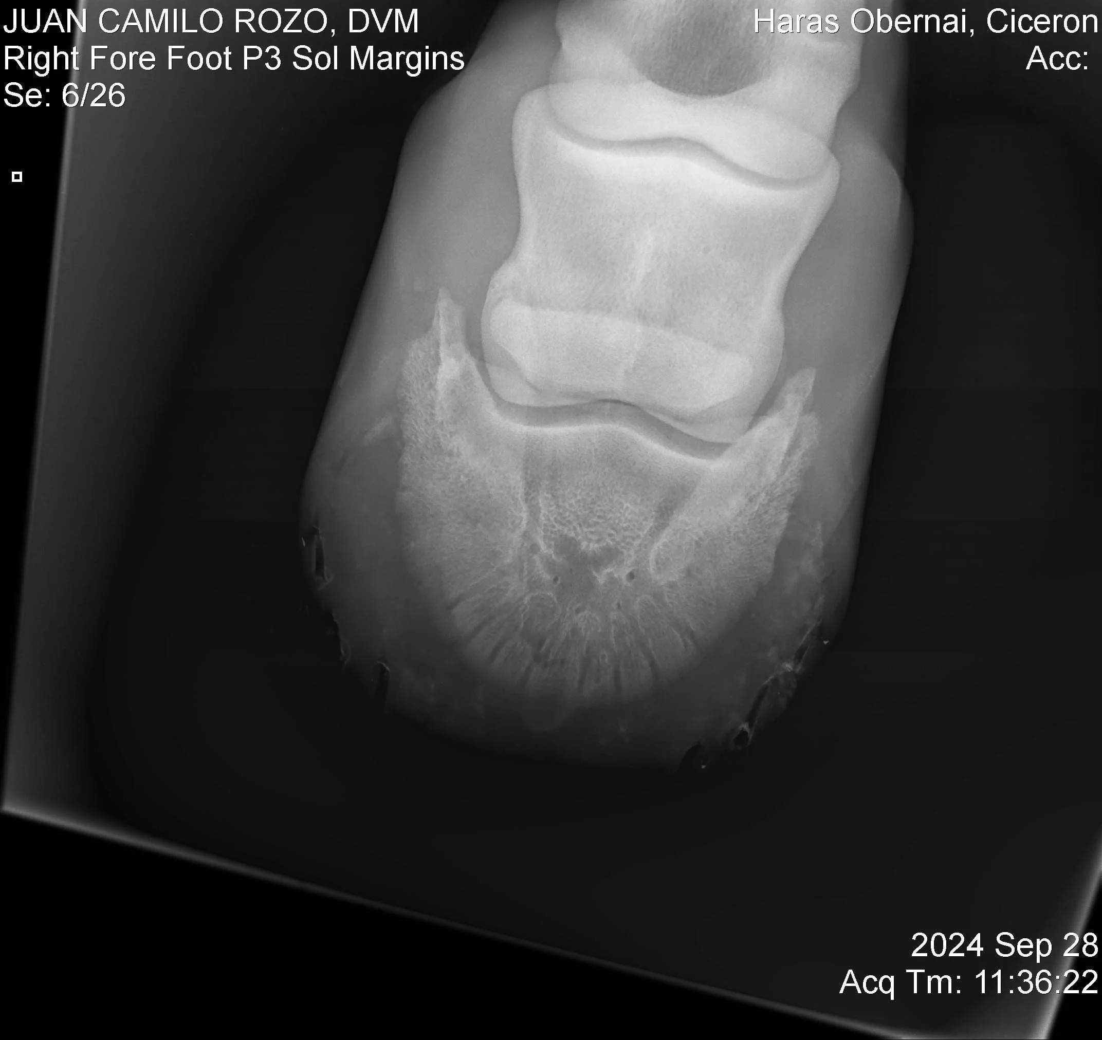 Right Fore Foot P3.jpg