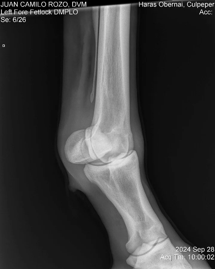 Left Fore Fetlock DMPLO.jpg