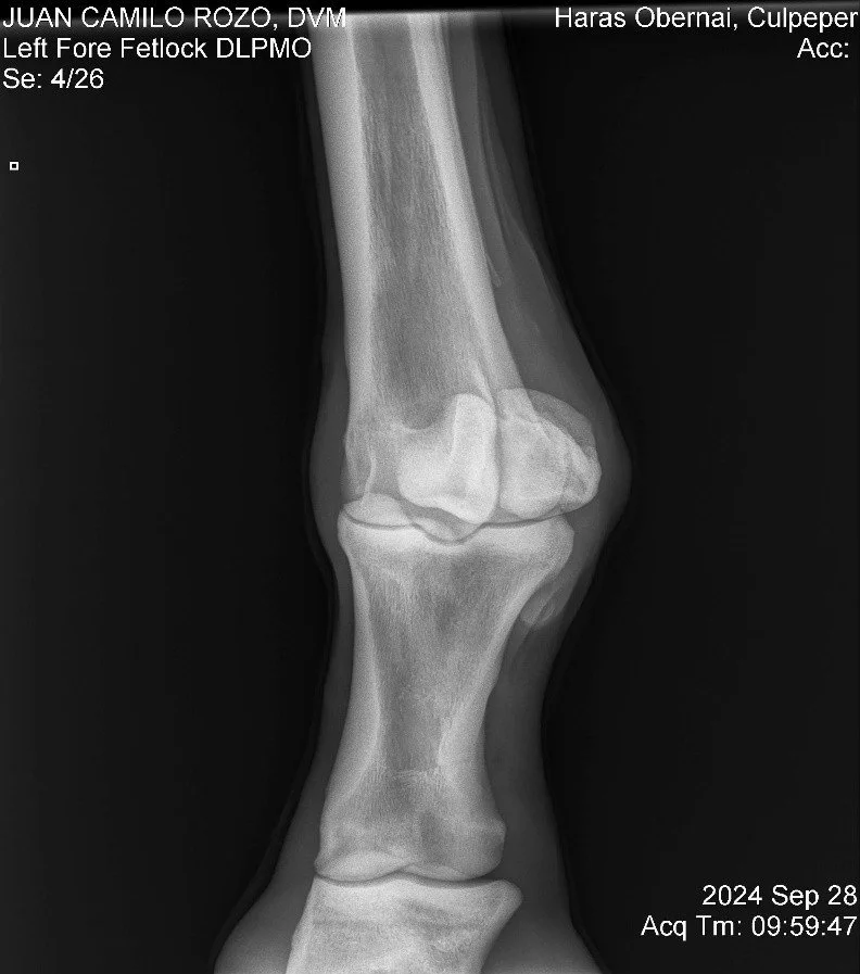 Left Fore Fetlock DLPMO.jpg