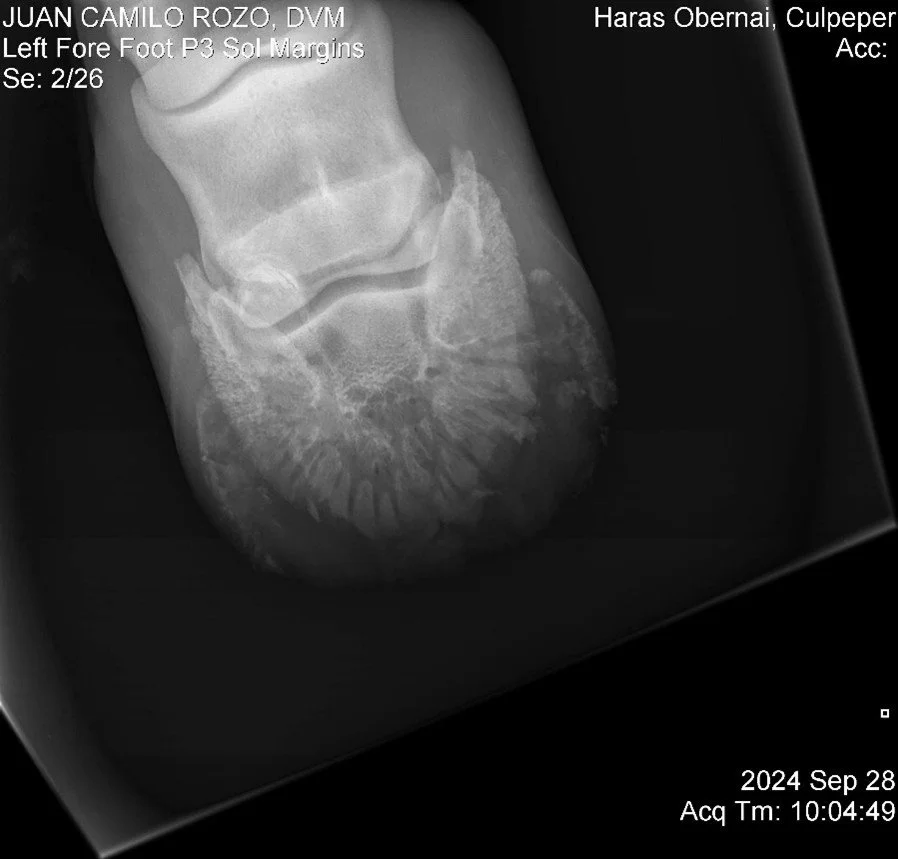 Left Fore Foot P3.jpg