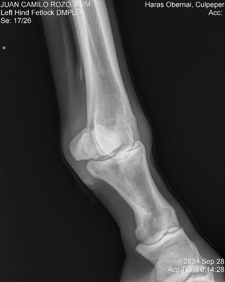 Left Hind Fetlock DMPLO.jpg