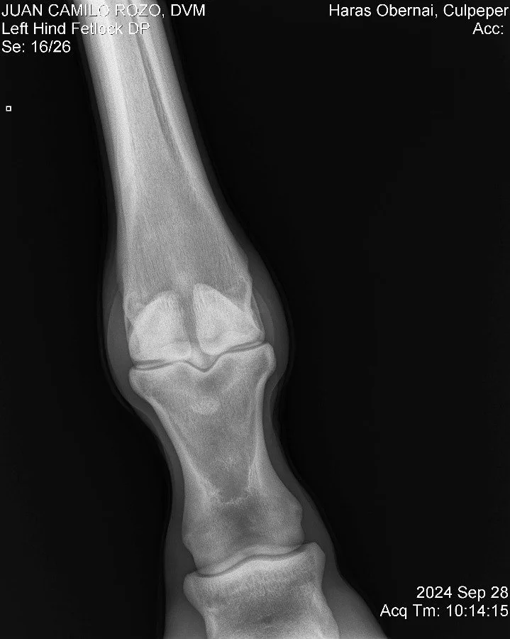 Left Hind Fetlock DP.jpg