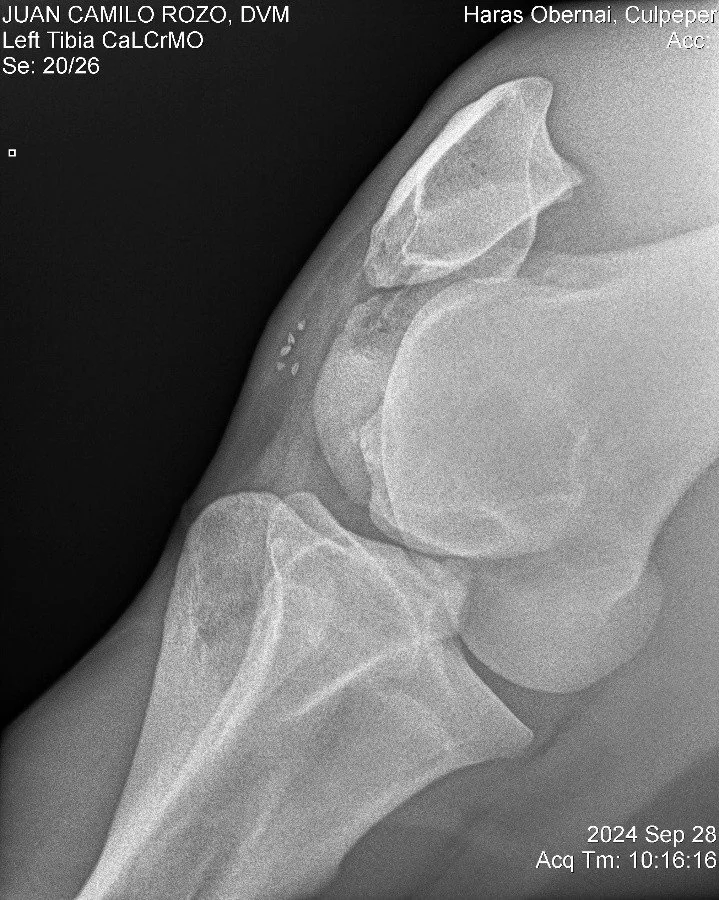 Left Tibia CaLCrMO.jpg