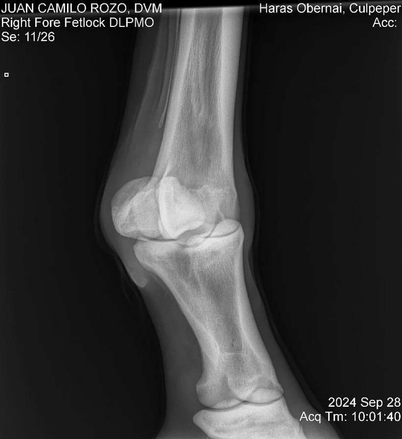 Righ Fore Fetlock DLPMO.jpg