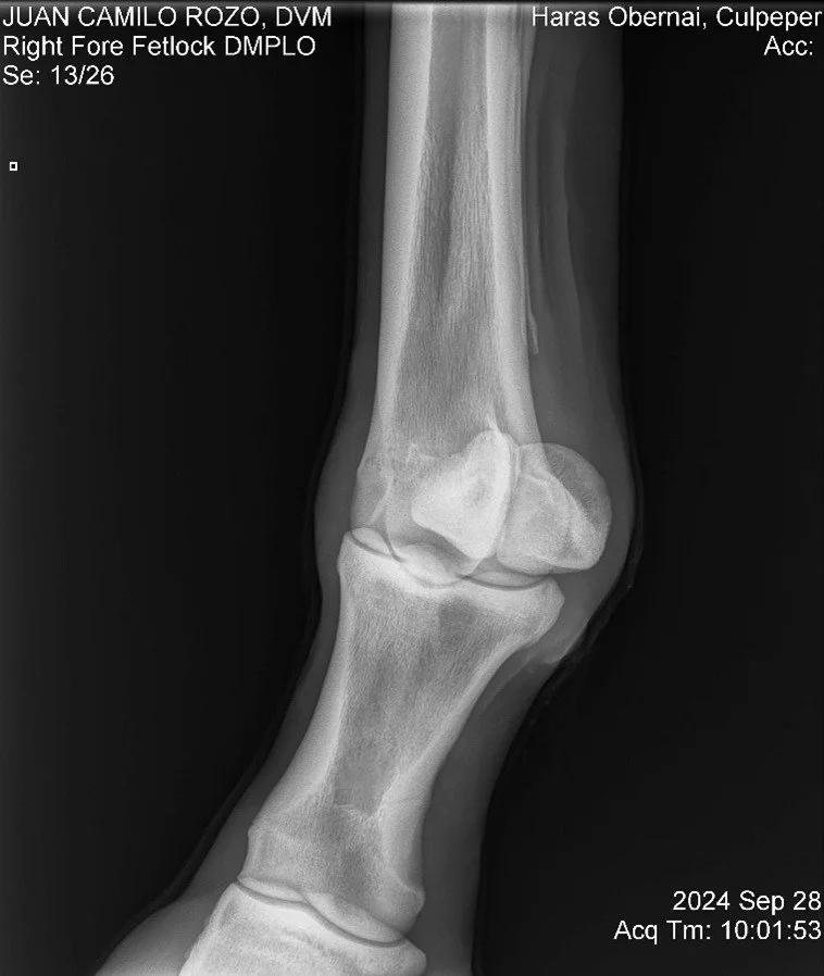 Righ Fore Fetlock DMPLO.jpg