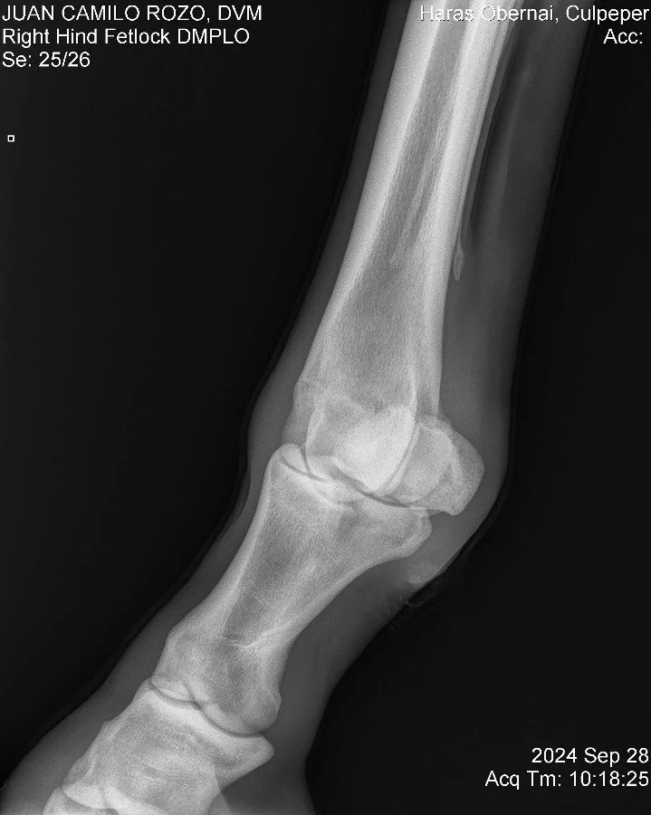 Righ Hind Fetlock DMPLO.jpg