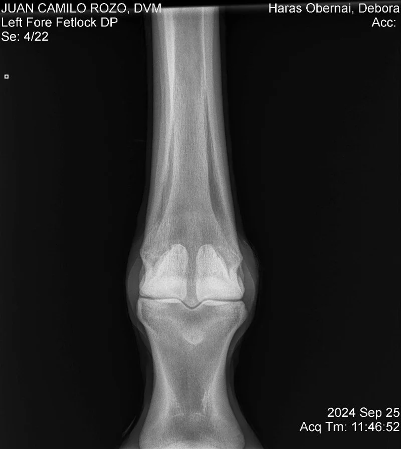 Left Fore Fetlock DP.jpg