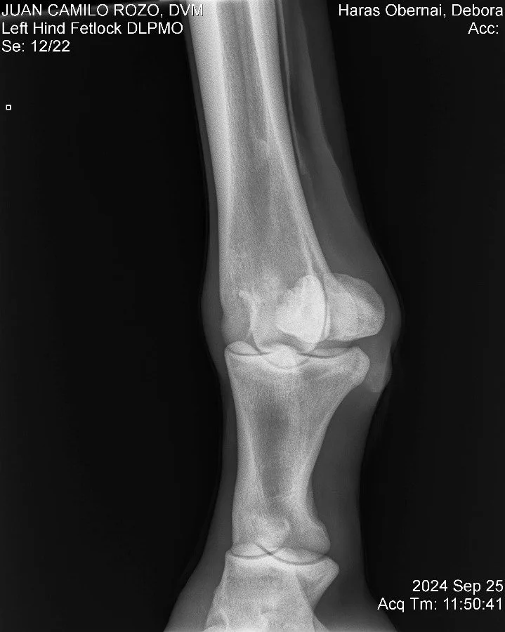 Left Hind Fetlock DLPMO.jpg