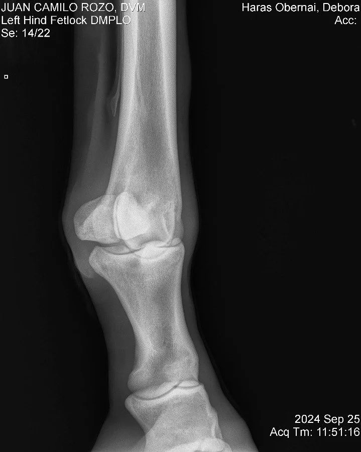 Left Hind Fetlock DMPLO.jpg