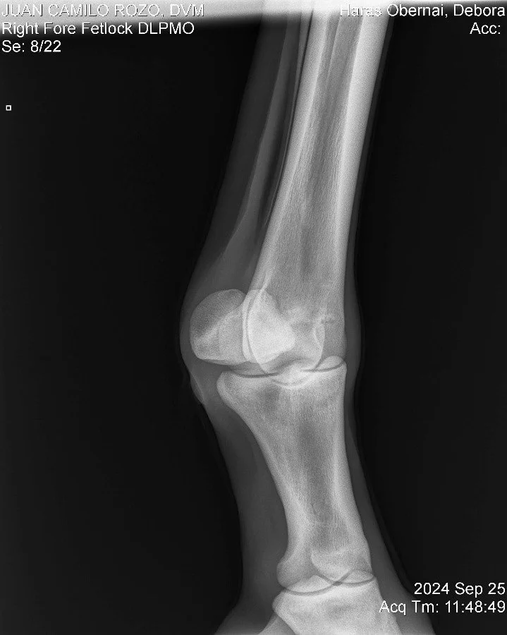 Right Fore Fetlock DLPMO.jpg