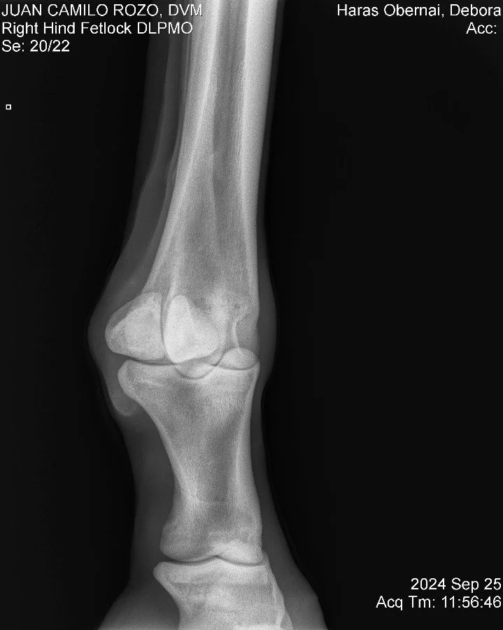 Right Hind Fetlock DLPMO.jpg