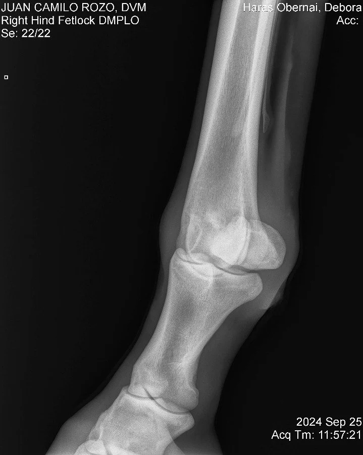 Right Hind Fetlock DMPLO.jpg