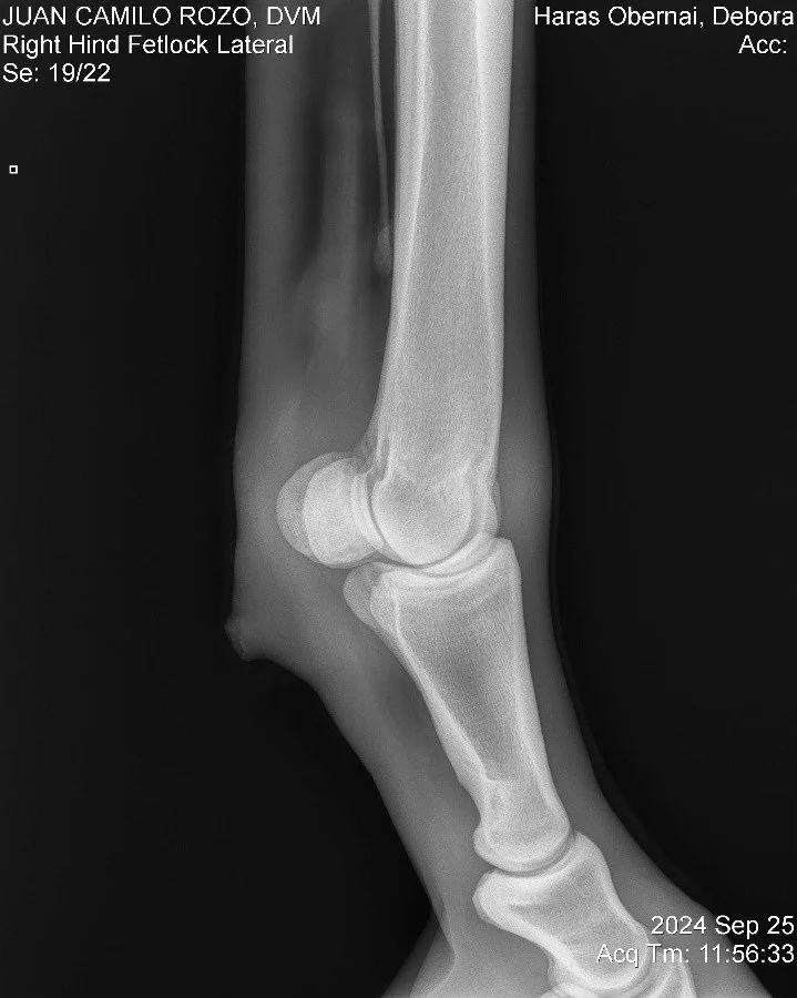 Right Hind Fetlock Lateral.jpg