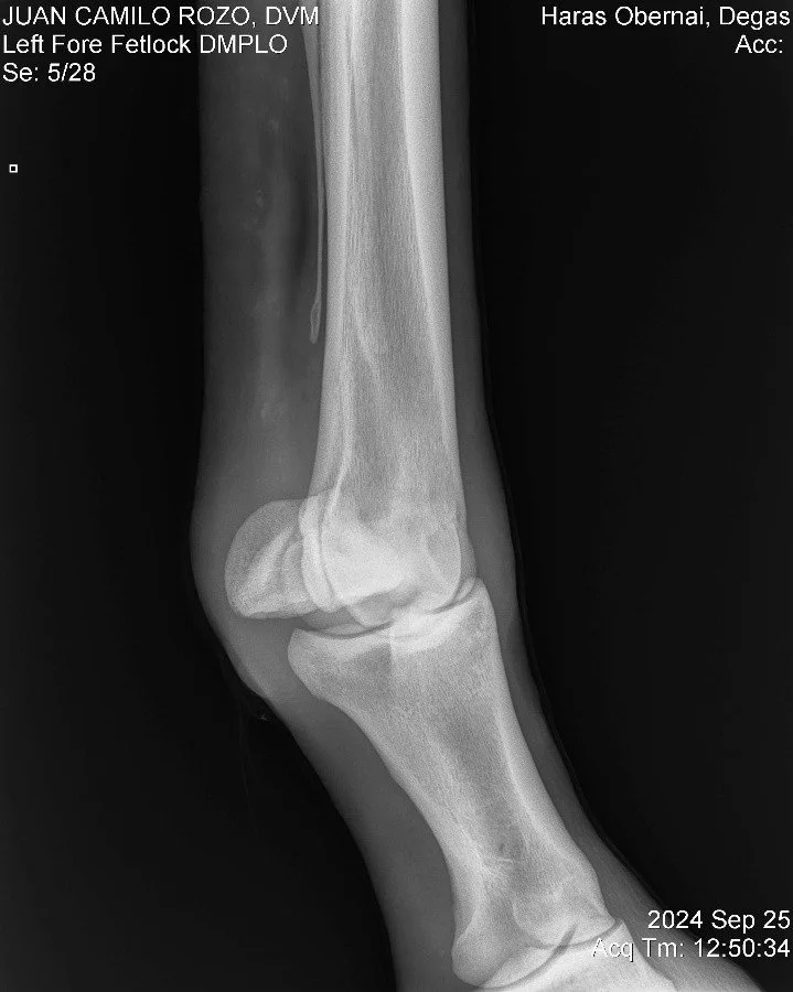 Left Fore Fetlock DMPLO.jpg