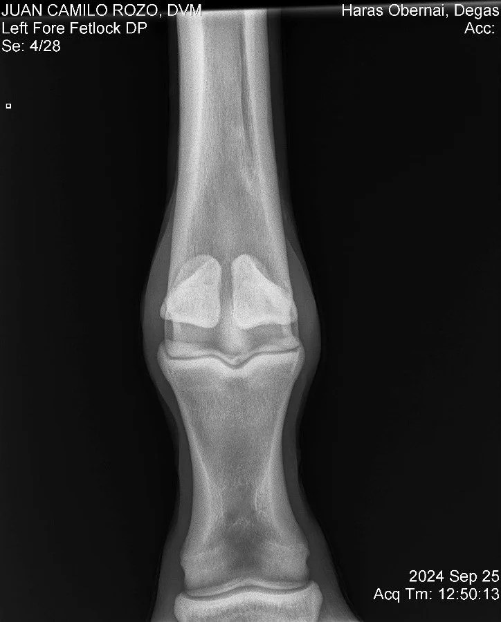 Left Fore Fetlock DP.jpg