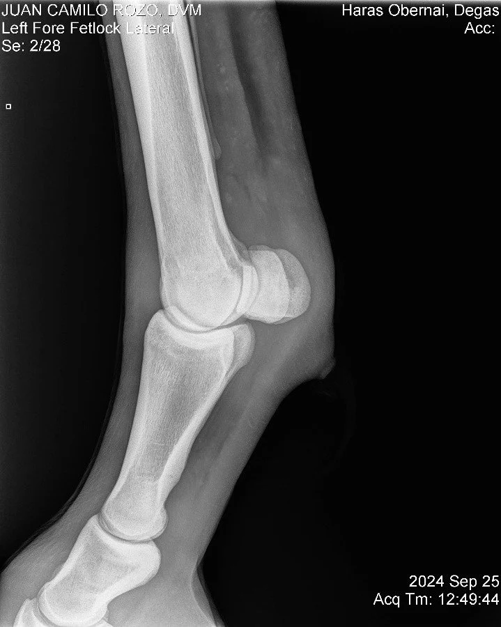 Left Fore Fetlock Lateral.jpg