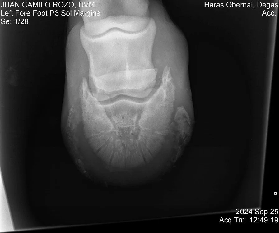 Left Fore Foot P3.jpg