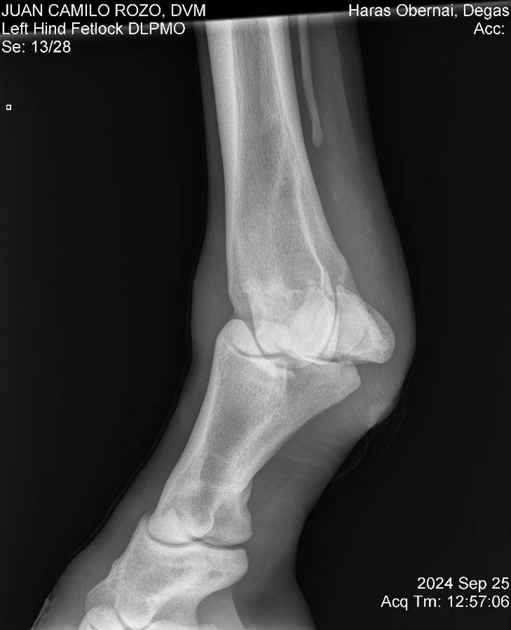 Left Hind Fetlock DLPMO.jpg