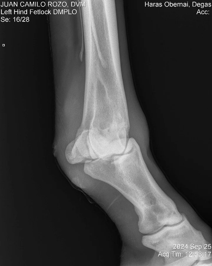 Left Hind Fetlock DMPLO.jpg