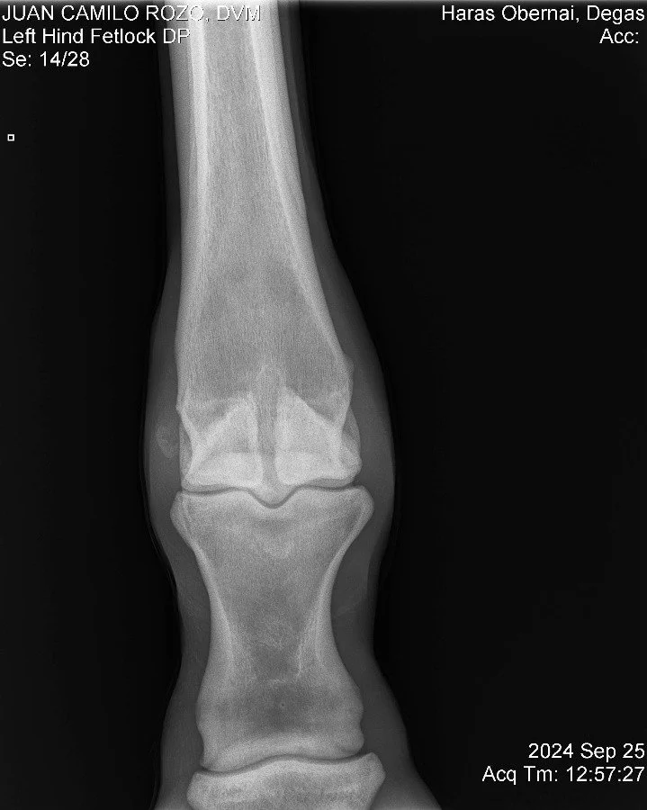 Left Hind Fetlock DP.jpg