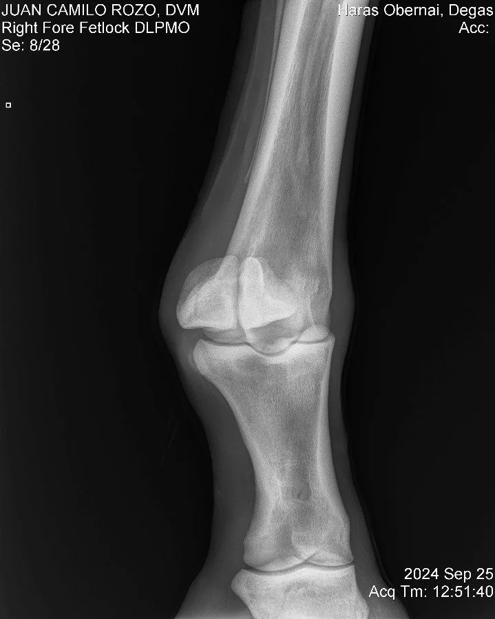 Right Fore Fetlock DLPMO.jpg