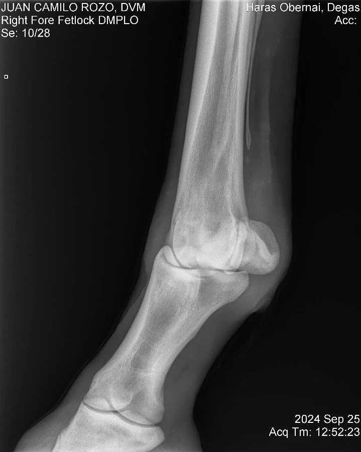 Right Fore Fetlock DMPLO.jpg