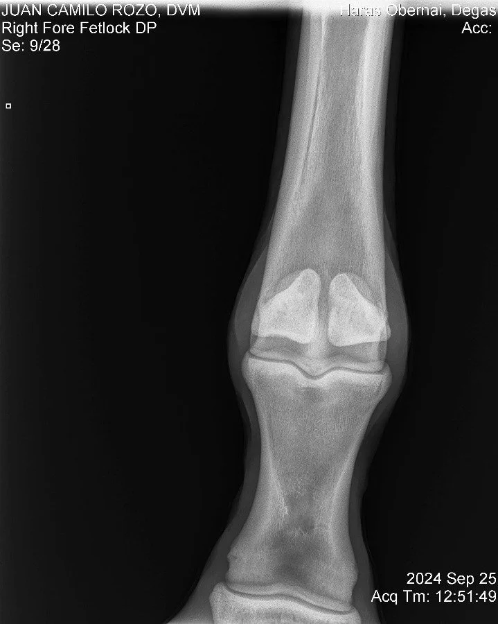 Right Fore Fetlock DP.jpg