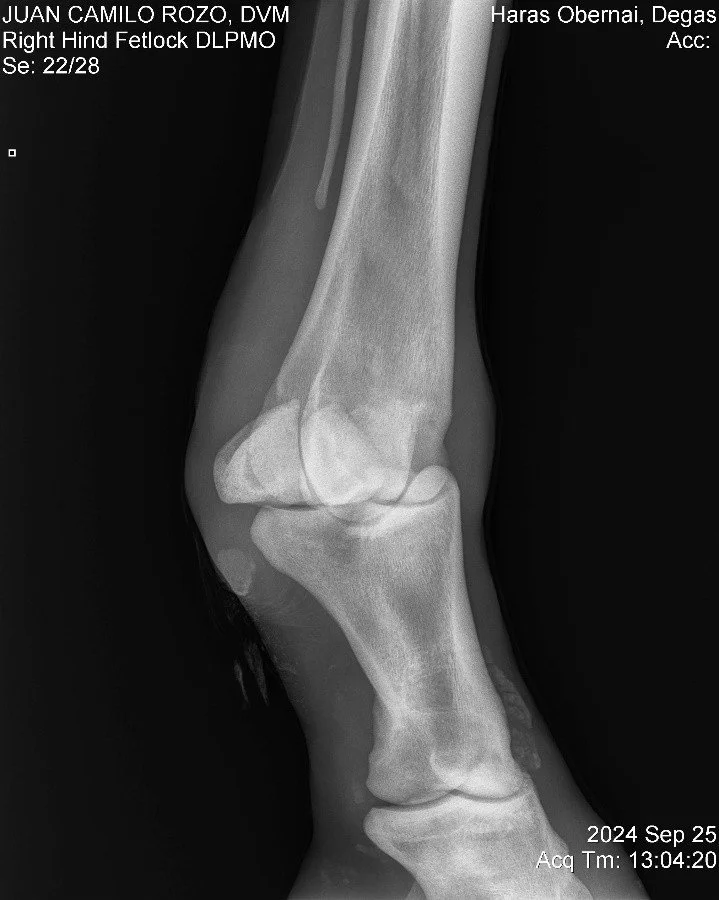 Right Hind Fetlock DLPMO.jpg