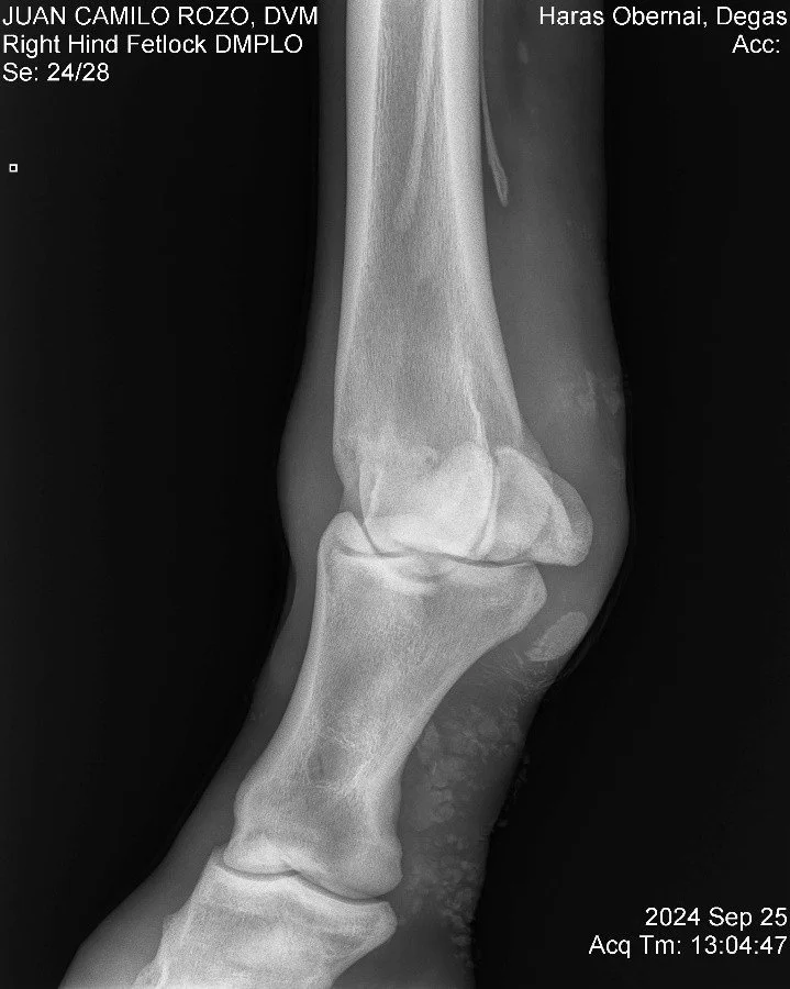 Right Hind Fetlock DMPLO.jpg