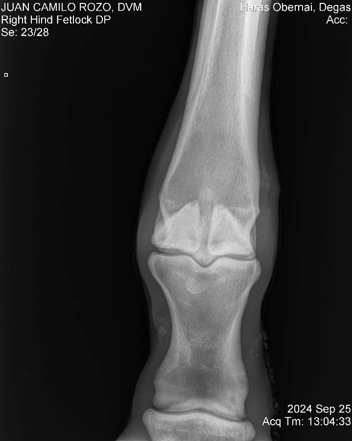 Right Hind Fetlock DP.jpg