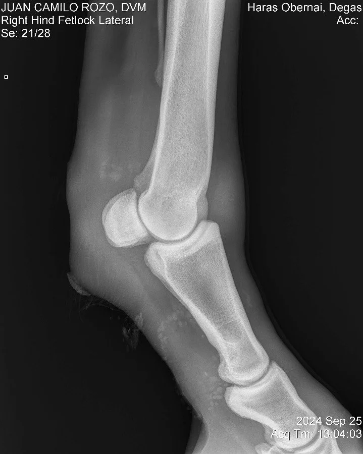 Right Hind Fetlock Lateral.jpg