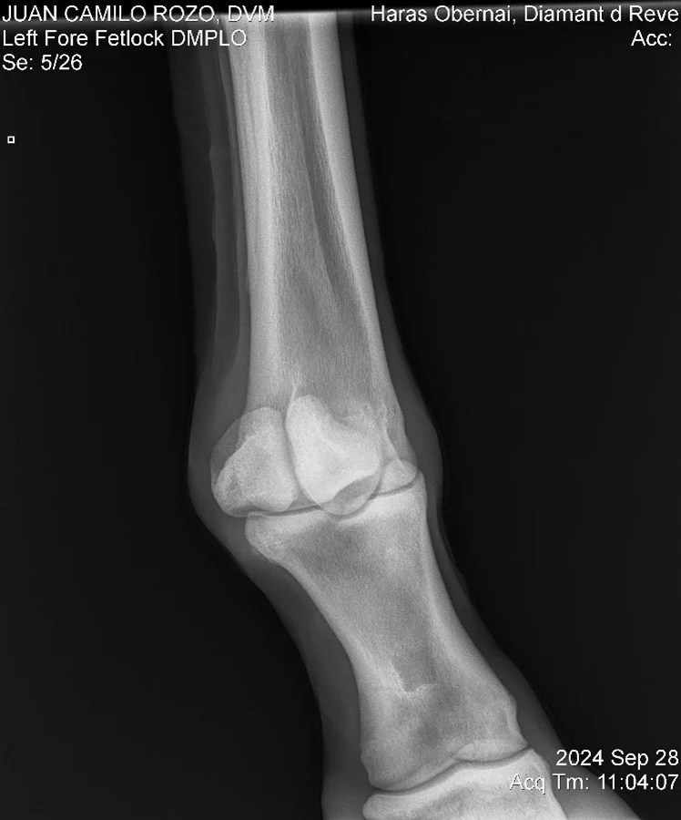 Left Fore Fetlock DMPLO.jpg