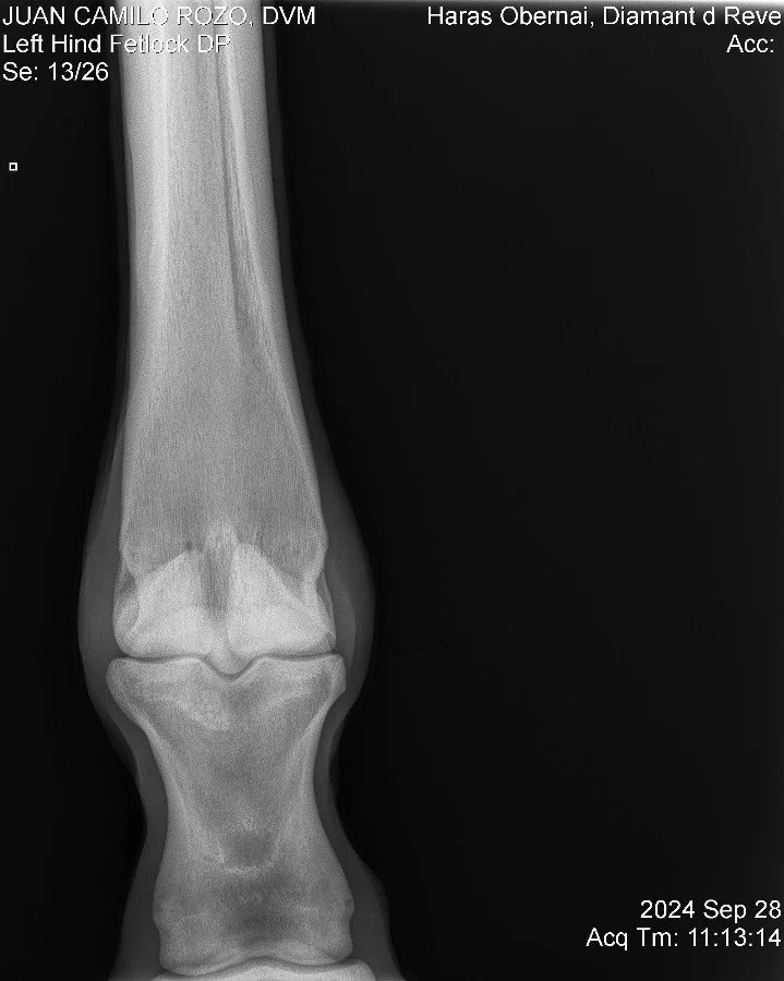 Left Hind Fetlock DP.jpg